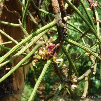 Luisia tristis (G.Forst.) Hook.f.